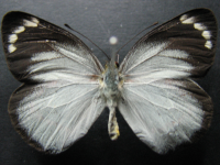 Adult Female Upper of Black Jezebel - Delias nigrina